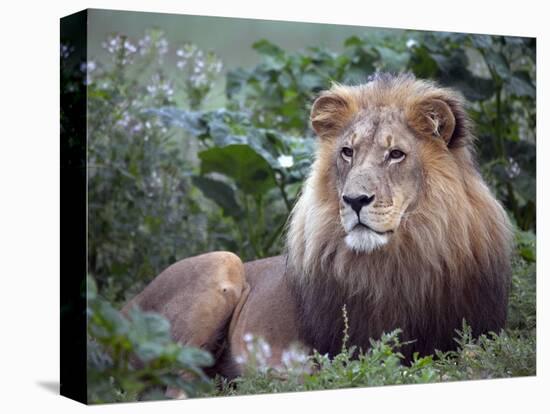 Mature Male Lion at the Africat Foundation in Namibia-Julian Love-Stretched Canvas