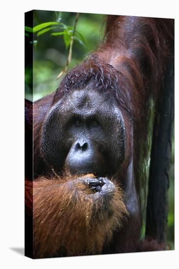 Mature Male Orangutan at Semenggoh Orangutan Rehabilitation Centre-Louise Murray-Stretched Canvas