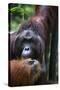 Mature Male Orangutan at Semenggoh Orangutan Rehabilitation Centre-Louise Murray-Stretched Canvas