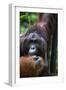 Mature Male Orangutan at Semenggoh Orangutan Rehabilitation Centre-Louise Murray-Framed Photographic Print