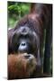 Mature Male Orangutan at Semenggoh Orangutan Rehabilitation Centre-Louise Murray-Mounted Photographic Print