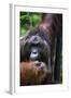 Mature Male Orangutan at Semenggoh Orangutan Rehabilitation Centre-Louise Murray-Framed Photographic Print