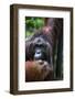 Mature Male Orangutan at Semenggoh Orangutan Rehabilitation Centre-Louise Murray-Framed Photographic Print