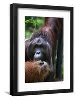 Mature Male Orangutan at Semenggoh Orangutan Rehabilitation Centre-Louise Murray-Framed Photographic Print