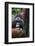 Mature Male Orangutan at Semenggoh Orangutan Rehabilitation Centre-Louise Murray-Framed Photographic Print