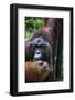 Mature Male Orangutan at Semenggoh Orangutan Rehabilitation Centre-Louise Murray-Framed Photographic Print