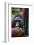 Mature Male Orangutan at Semenggoh Orangutan Rehabilitation Centre-Louise Murray-Framed Photographic Print
