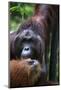 Mature Male Orangutan at Semenggoh Orangutan Rehabilitation Centre-Louise Murray-Mounted Photographic Print