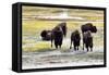Mature North American Buffalo Expressing Anger-tab62-Framed Stretched Canvas