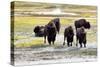 Mature North American Buffalo Expressing Anger-tab62-Stretched Canvas