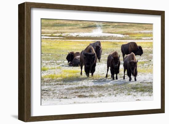 Mature North American Buffalo Expressing Anger-tab62-Framed Photographic Print