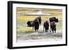 Mature North American Buffalo Expressing Anger-tab62-Framed Photographic Print