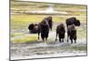 Mature North American Buffalo Expressing Anger-tab62-Mounted Photographic Print