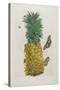 Mature Pineapple with Butterflies, 1705-1771-Maria Sibylla Graff Merian-Stretched Canvas