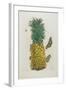 Mature Pineapple with Butterflies, 1705-1771-Maria Sibylla Graff Merian-Framed Giclee Print