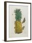 Mature Pineapple with Butterflies, 1705-1771-Maria Sibylla Graff Merian-Framed Giclee Print