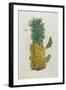 Mature Pineapple with Butterflies, 1705-1771-Maria Sibylla Graff Merian-Framed Giclee Print