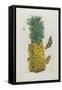 Mature Pineapple with Butterflies, 1705-1771-Maria Sibylla Graff Merian-Framed Stretched Canvas