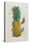 Mature Pineapple with Butterflies, 1705-1771-Maria Sibylla Graff Merian-Stretched Canvas