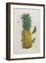 Mature Pineapple with Butterflies, 1705-1771-Maria Sibylla Graff Merian-Framed Giclee Print