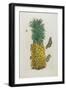 Mature Pineapple with Butterflies, 1705-1771-Maria Sibylla Graff Merian-Framed Giclee Print