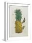 Mature Pineapple with Butterflies, 1705-1771-Maria Sibylla Graff Merian-Framed Giclee Print