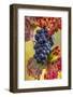 Mature pinot noir grapes on the vine at Yamhill Valley Vineyards near McMinnville, Oregon, USA-Chuck Haney-Framed Photographic Print