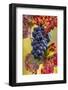 Mature pinot noir grapes on the vine at Yamhill Valley Vineyards near McMinnville, Oregon, USA-Chuck Haney-Framed Photographic Print