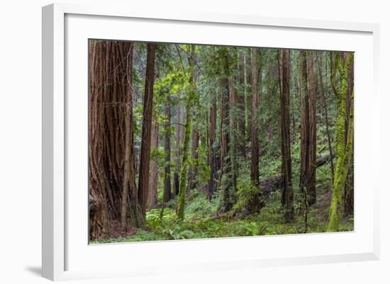 Mature Redwood Forest in Muir Woods National Monument in Mill Valley, California, Usa-Chuck Haney-Framed Photographic Print
