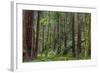 Mature Redwood Forest in Muir Woods National Monument in Mill Valley, California, Usa-Chuck Haney-Framed Photographic Print