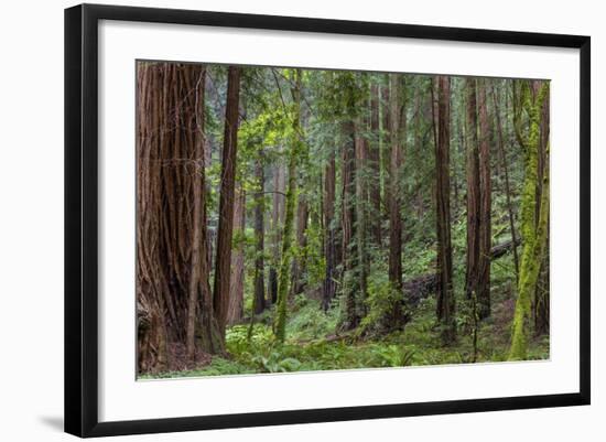 Mature Redwood Forest in Muir Woods National Monument in Mill Valley, California, Usa-Chuck Haney-Framed Photographic Print