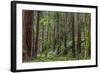 Mature Redwood Forest in Muir Woods National Monument in Mill Valley, California, Usa-Chuck Haney-Framed Photographic Print