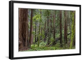 Mature Redwood Forest in Muir Woods National Monument in Mill Valley, California, Usa-Chuck Haney-Framed Photographic Print