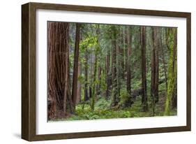 Mature Redwood Forest in Muir Woods National Monument in Mill Valley, California, Usa-Chuck Haney-Framed Photographic Print