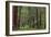 Mature Redwood Forest in Muir Woods National Monument in Mill Valley, California, Usa-Chuck Haney-Framed Photographic Print