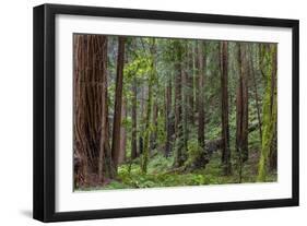 Mature Redwood Forest in Muir Woods National Monument in Mill Valley, California, Usa-Chuck Haney-Framed Photographic Print