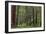 Mature Redwood Forest in Muir Woods National Monument in Mill Valley, California, Usa-Chuck Haney-Framed Photographic Print