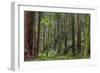 Mature Redwood Forest in Muir Woods National Monument in Mill Valley, California, Usa-Chuck Haney-Framed Photographic Print