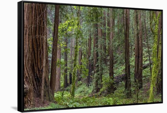 Mature Redwood Forest in Muir Woods National Monument in Mill Valley, California, Usa-Chuck Haney-Framed Stretched Canvas