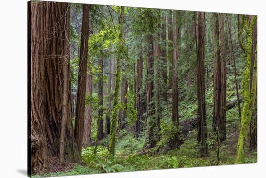 Mature Redwood Forest in Muir Woods National Monument in Mill Valley, California, Usa-Chuck Haney-Stretched Canvas