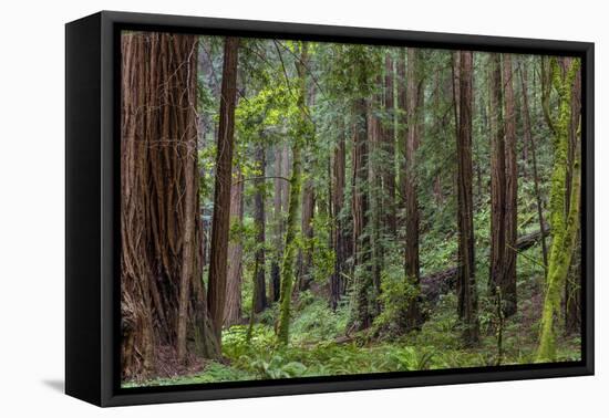 Mature Redwood Forest in Muir Woods National Monument in Mill Valley, California, Usa-Chuck Haney-Framed Stretched Canvas