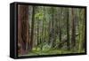 Mature Redwood Forest in Muir Woods National Monument in Mill Valley, California, Usa-Chuck Haney-Framed Stretched Canvas