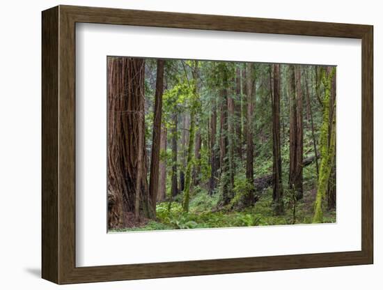 Mature Redwood Forest in Muir Woods National Monument in Mill Valley, California, Usa-Chuck Haney-Framed Photographic Print