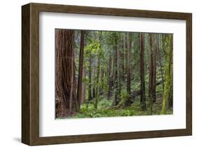 Mature Redwood Forest in Muir Woods National Monument in Mill Valley, California, Usa-Chuck Haney-Framed Photographic Print