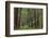 Mature Redwood Forest in Muir Woods National Monument in Mill Valley, California, Usa-Chuck Haney-Framed Photographic Print