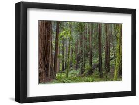 Mature Redwood Forest in Muir Woods National Monument in Mill Valley, California, Usa-Chuck Haney-Framed Photographic Print