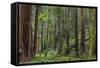 Mature Redwood Forest in Muir Woods National Monument in Mill Valley, California, Usa-Chuck Haney-Framed Stretched Canvas