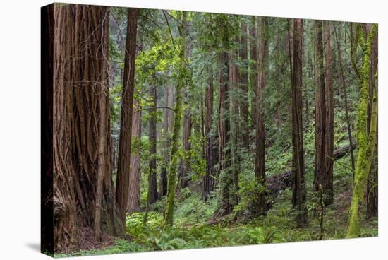 Mature Redwood Forest in Muir Woods National Monument in Mill Valley, California, Usa-Chuck Haney-Stretched Canvas