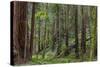 Mature Redwood Forest in Muir Woods National Monument in Mill Valley, California, Usa-Chuck Haney-Stretched Canvas