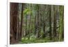 Mature Redwood Forest in Muir Woods National Monument in Mill Valley, California, Usa-Chuck Haney-Framed Photographic Print